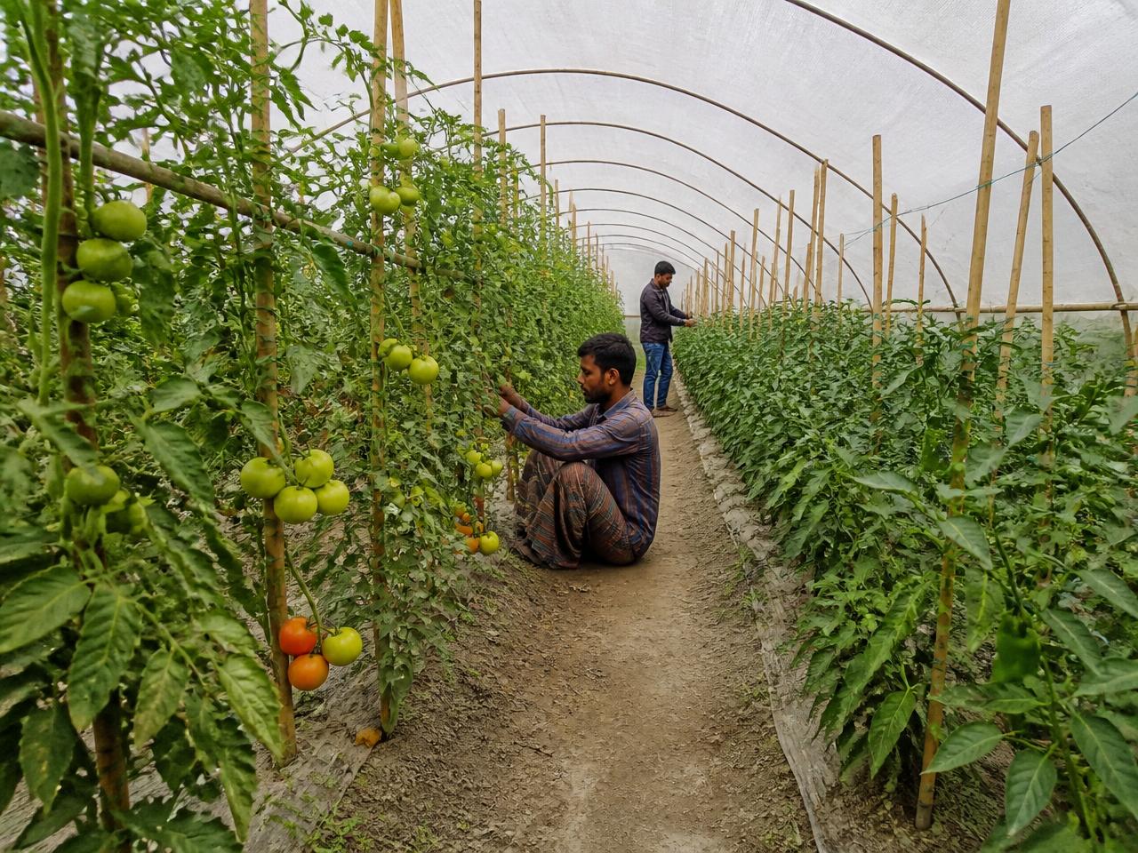Polynet Vegetable Farm — project completed by Green Axis