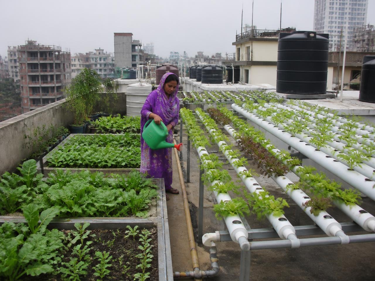 Urban Rooftop Farm — project completed by Green Axis